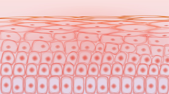 Skin tissue cells