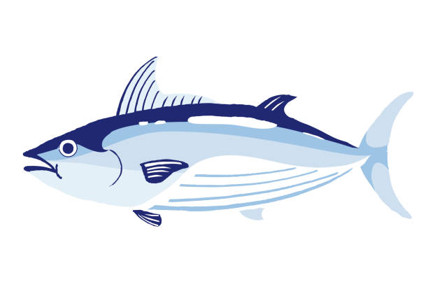 illustrazioni stock, clip art, cartoni animati e icone di tendenza di illustrazione vettoriale del tonno skipjack su sfondo bianco. - tonnetto