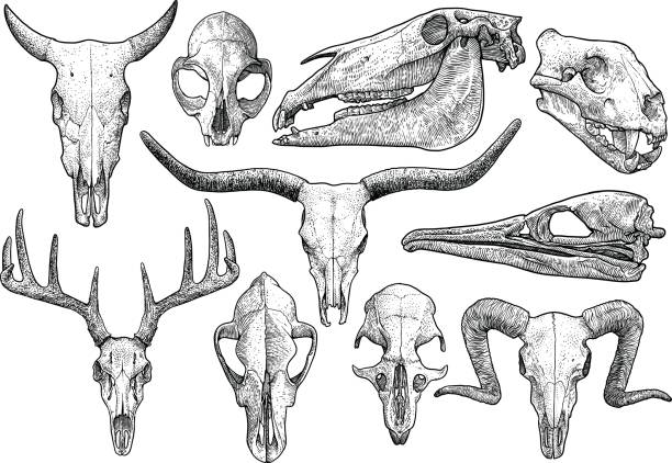 Skull collection illustration, drawing, engraving, ink, line art, vector Illustration, what made by ink, then it was digitalized. horned stock illustrations