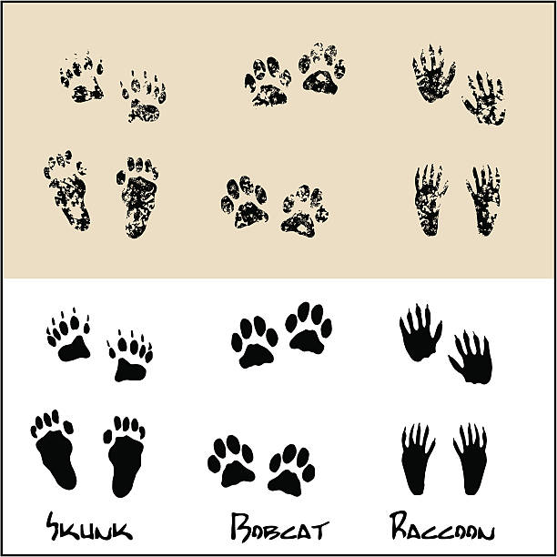 Skunk - Bobcat - Raccoon Normal and Grunge footprints of a Skunk , Bobcat and Raccoon . bobcat stock illustrations