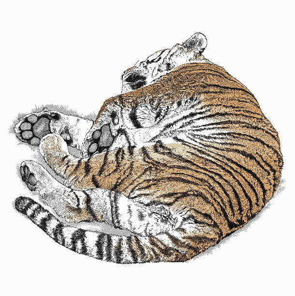 Drawing Of Tiger Laying Down Illustrations, RoyaltyFree
