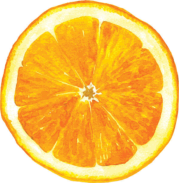 ilustrações, clipart, desenhos animados e ícones de fatia de laranja com desenho aquarela - orange