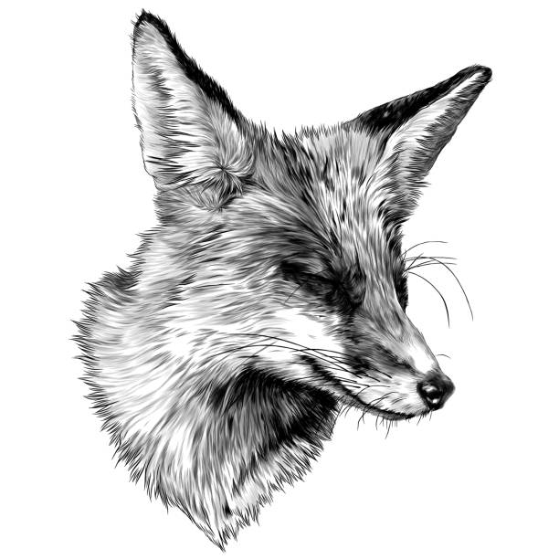 sly Fox face with closed eyes looks away squinting from the sun sly Fox face with closed eyes looks away squinting from the sun, sketch vector illustration in graphic style on a white background fox stock illustrations