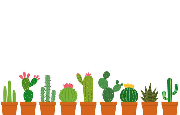 Small cactus pot vector set isolated on white background Small cactus pot vector set isolated on white background cactus backgrounds stock illustrations