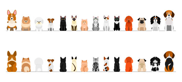 stockillustraties, clipart, cartoons en iconen met kleine honden en katten grens grens set, volledige lengte, voor-en achterzijde - kat