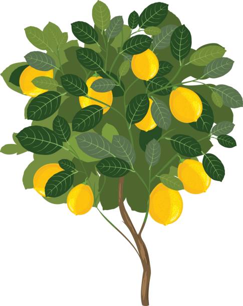24 Hrs Of Lemons >> Best Lemon Tree Illustrations, Royalty-Free Vector Graphics & Clip Art - iStock 24 Hrs Of Lemons >> Best Lemon Tree Illustrations, Royalty-Free Vector Graphics & Clip Art - iStock