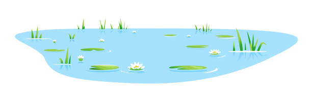 Small pond with bulrush plants isolated Small blue decorative pond with bulrush plants and white water lilies isolated, lake plants nature landscape fishing place, decorative pond in landscape design garden pond stock illustrations