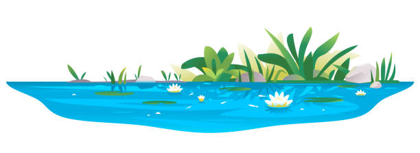 Small pond with water lilies Small blue decorative pond with white water lilies, bulrush plants, stones around and fishes, water reservoir for landscape design isolated on white pond stock illustrations