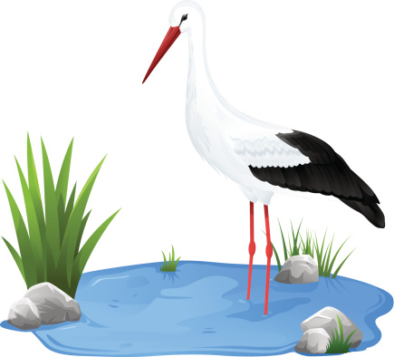 Small pond with white stork