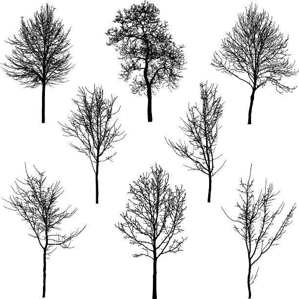 Small tree and sapling silhouettes A collection of detailed delicate tree silhouettes. bare tree stock illustrations