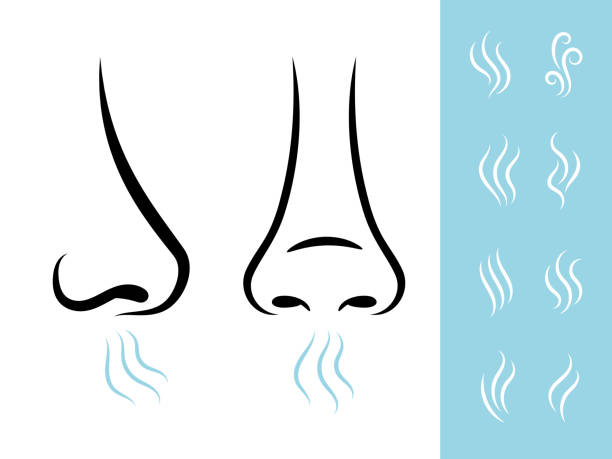 Smell icons with human nose Smell icons with human nose and air. Breathing and aroma vector icons set nose stock illustrations