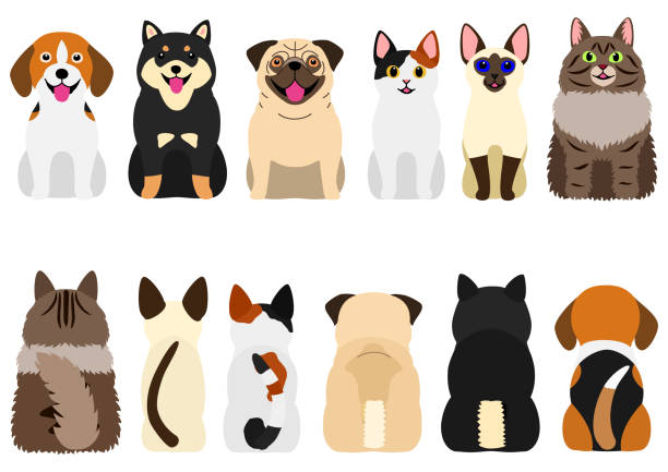 illustrazioni stock, clip art, cartoni animati e icone di tendenza di sorridente simpatico cani e gatti set - allevatore