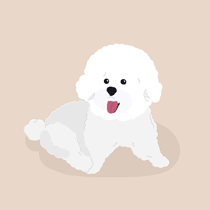 Smiling dog, cute white toy poodle.