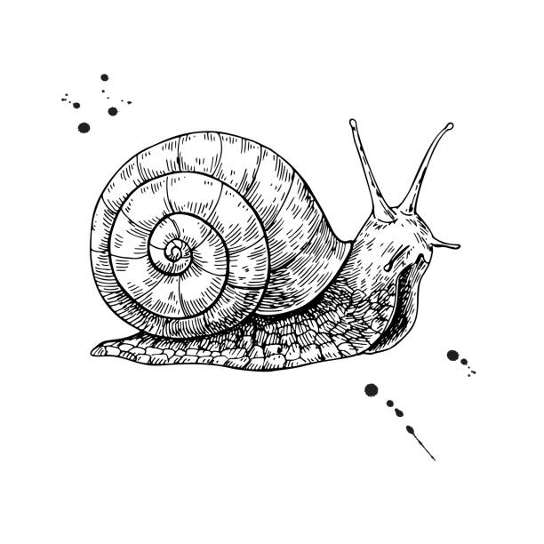 Snail vector drawing. Hand drawn isolated sketch. Engraved anima Snail vector drawing. Hand drawn isolated sketch. Engraved animal for label, logo, mucin and snail essence cosmetic cream. Packaging design element. Concept illustration. snail stock illustrations