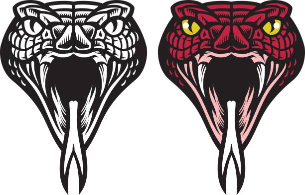 Best Snake Head  Illustrations Royalty Free Vector  Best Snake Head  Illustrations Royalty Free Vector