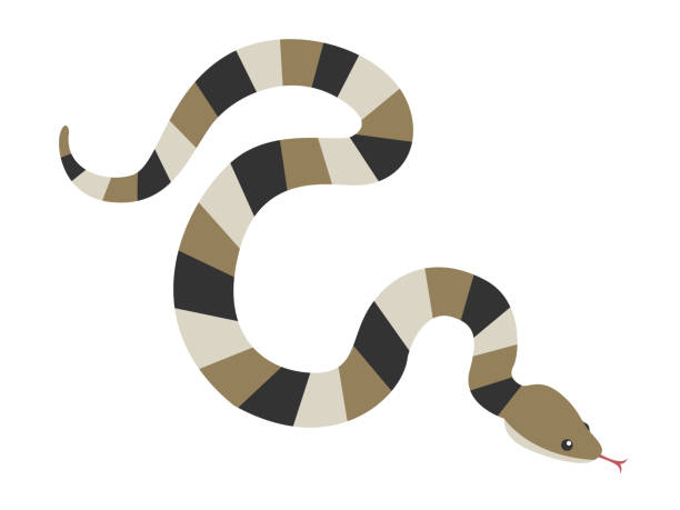 Snake illustration. Snake illustration. snakes stock illustrations