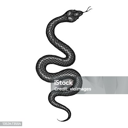 istock Snake illustration. Vector illustration. Hand drawn illustration for t-shirt print, fabric and other uses 1353473554