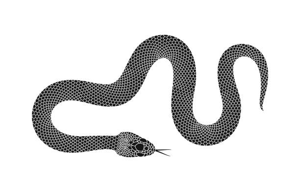 Snake logo. Isolated snake on white background EPS 10. Vector illustration desert area silhouettes stock illustrations