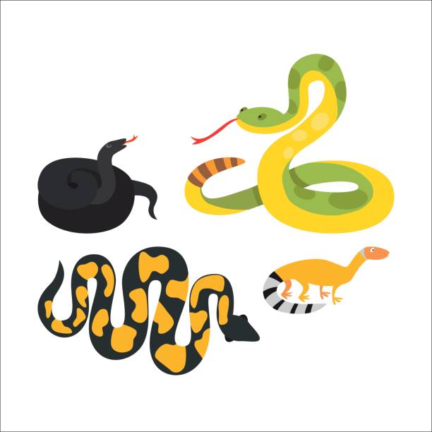 Snake reptile cartoon vector Snake character wildlife nature viper. Flat python symbol venom predator toxic animal. Cartoon danger tongue poisonous. Common reptile vector illustration. snake with its tongue out stock illustrations
