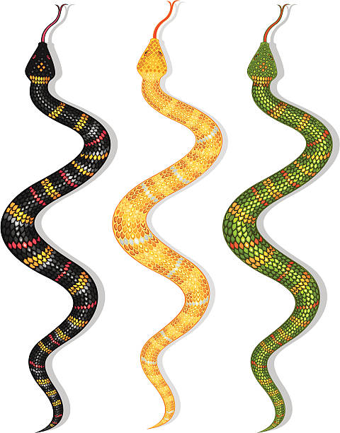 snake vector art illustration