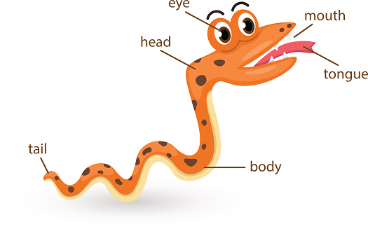 snake vocabulary part of body vector