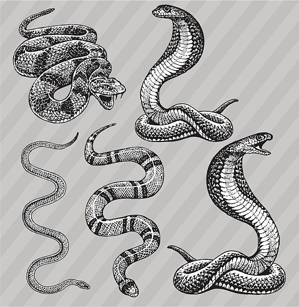 Snakes - Cobra, Kingsnake, Rattlesnake and Garter Pen and ink style illustrations of Snakes - Cobra, Kingsnake, Rattlesnake and Garter. Layered and named. Check out my "Vectors Animals & Insects" light box for more. snake stock illustrations