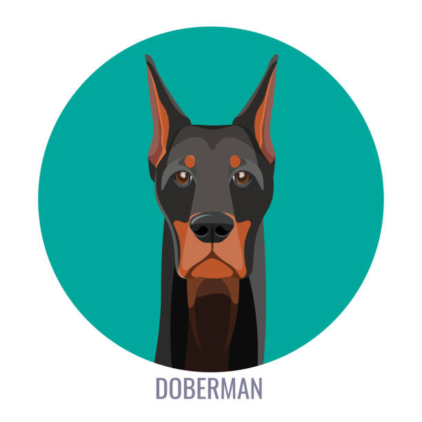 Snout of noble doberman with dark smooth fur Snout of noble doberman dog with dark smooth fur and straight ears portrait inside turquoise circle isolated cartoon vector illustration on white background. guard dog stock illustrations