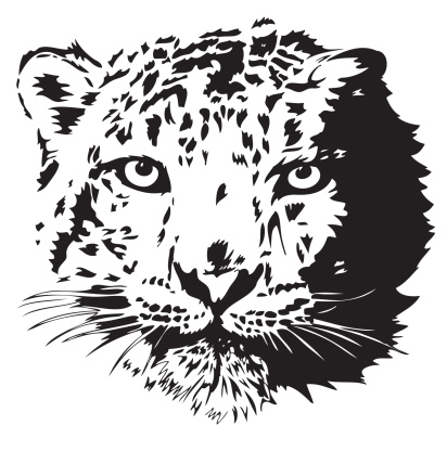 Snow leopard illustration