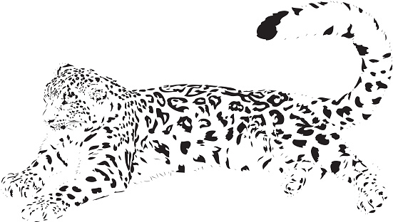 Snow leopard illustration