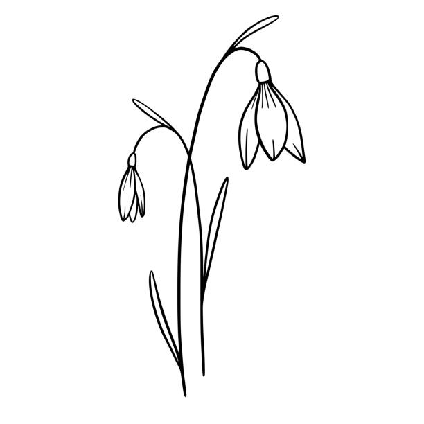 Snowdrop flowers on white background. Hand-drawn illustration of a spring snowdrop flower. Drawing, line art, ink, vector. Snowdrop flowers on white background. Hand-drawn illustration of a spring snowdrop flower. Drawing, line art, ink, vector. snowdrop stock illustrations