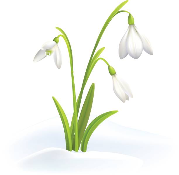 Snowdrops or Galanthus nivalis in snow on a white background. Spring vector illustration. Vector background with flower. Three snowdrop flowers isolated on white background snowdrop stock illustrations
