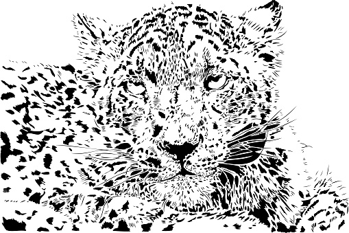 Snoweopard portrait in black and white