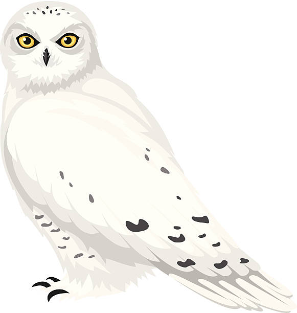 Top 60 Snowy Owl Clip Art, Vector Graphics and ...