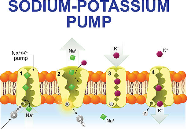 sodium-potassium pump sodium-potassium pump or sodium-potassium adenosine triphosphatase. After binding ATP, the pump binds 3 ions sodium. ATP is hydrolyzed. the ions go to the outside. then The pump binds 2 extracellular ions potassium and transporting the ions into the cell. membrane stock illustrations