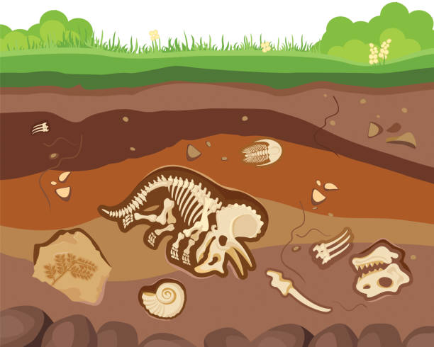 gömülü fosil hayvanlar, dinozor, kabuklular ve kemikler ile toprak zemin katmanları. vektör düz stil karikatür illüstrasyon - antik stock illustrations