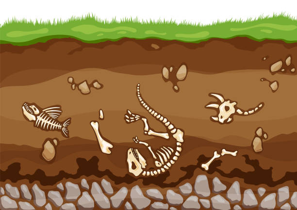ilustrações de stock, clip art, desenhos animados e ícones de soil layers with bones. surface horizons with fossil reptile skeleton, upper layer of earth structure with mixture of organic matter, minerals. buried lizard bones in dirt and underground clay layer - layers of the earth