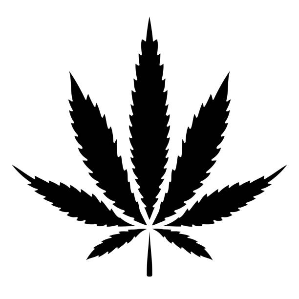 твердый черный каннабис марихуаны лист вектор значок - cannabis stock illustrations