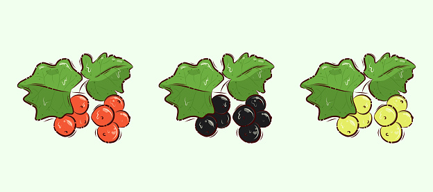 Source of vitamin C. Vector illustration. Cartoon. A set of garden berries. Colorful currant. Black currant. Collection.