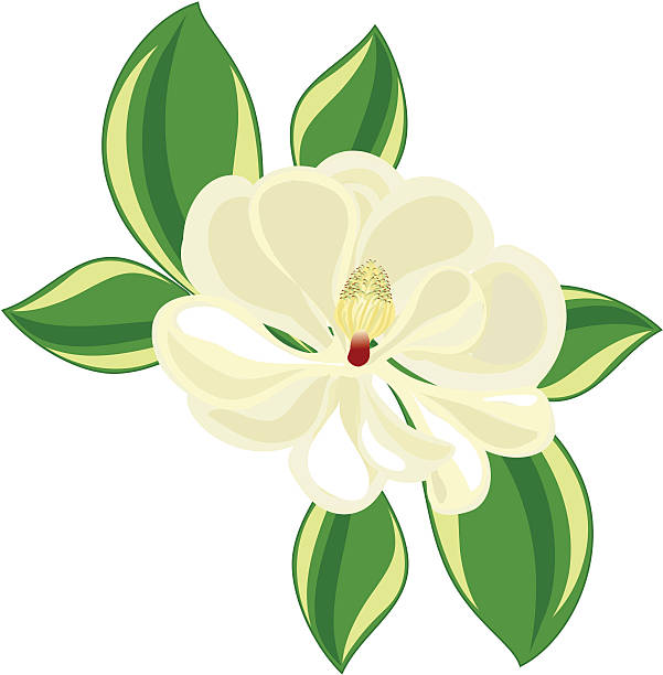 southern magnolia vector art illustration
