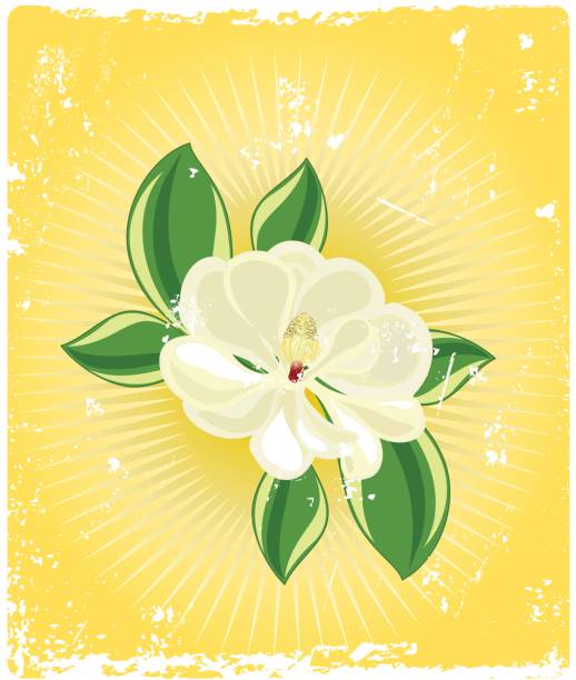 southern magnolia with grunge vector art illustration