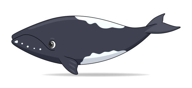 セミクジラ イラスト素材 Istock