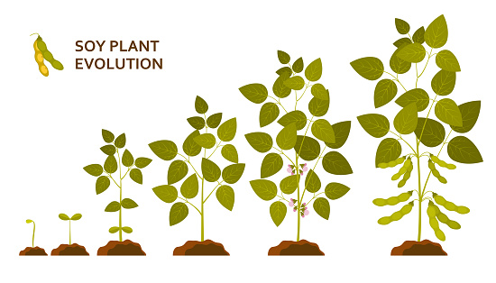 Soy plant evolution with leaves, flowers and pods