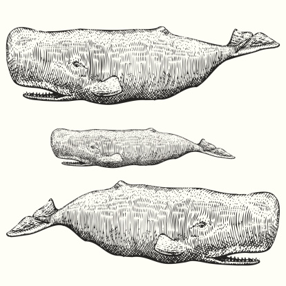 Sperm Whale Illustration