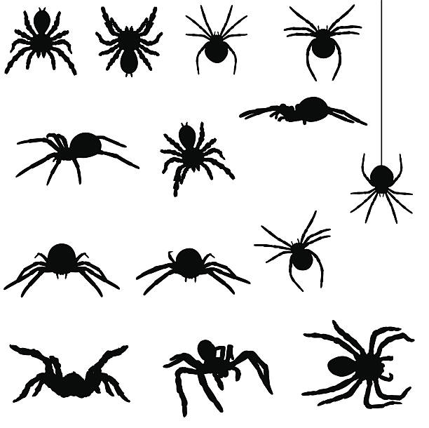 Spider silhouette collection contains spiders such as the redback and a tarantula. spider stock illustrations