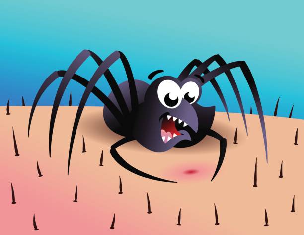 Spider vector art illustration