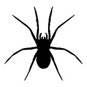 istock Spider vector isolated 937069048