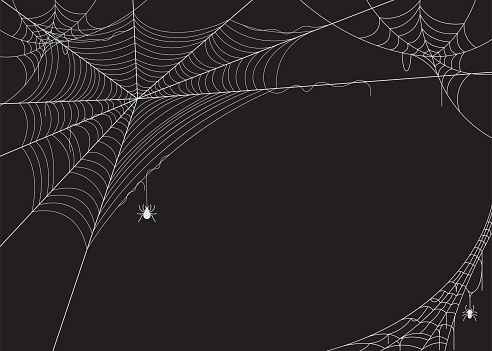 Spider web vector illustration