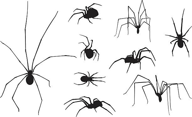 spiders set of different spiders isolated spider stock illustrations