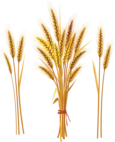 Spike of golden wheat