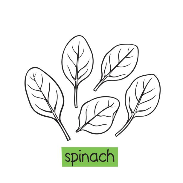 шпинат нарисован вручную - drawing of the spinach plant stock illustrations...
